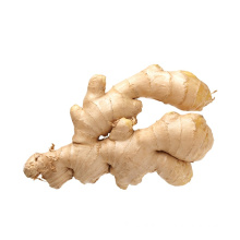 Chinese high quality fresh ginger supplier exporter of ginger